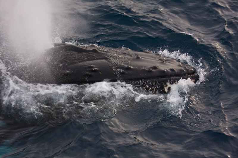 Humpback Whale